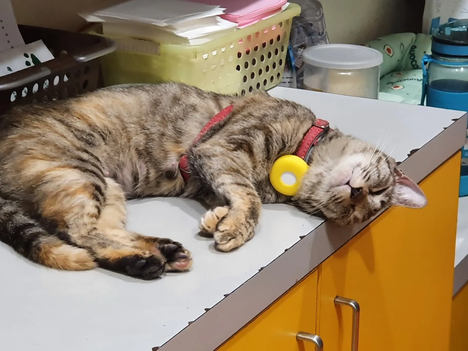 永安動物醫院