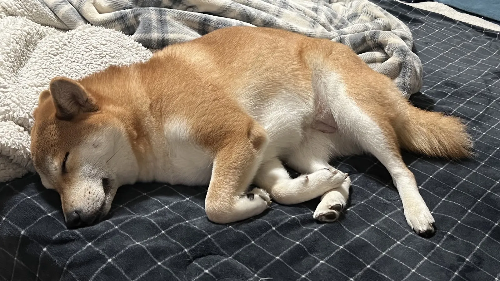 長生動物醫院
