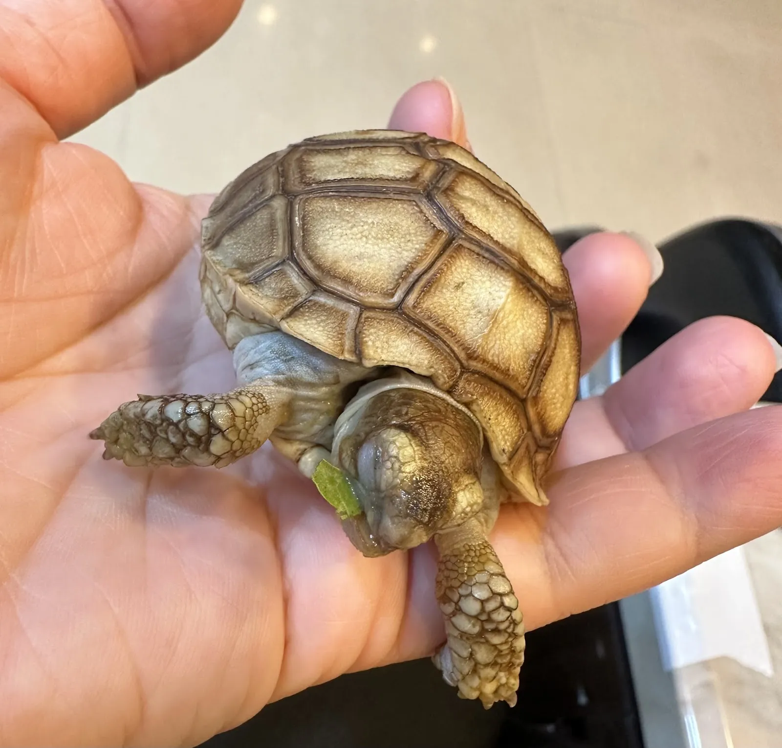 大灣動物醫院