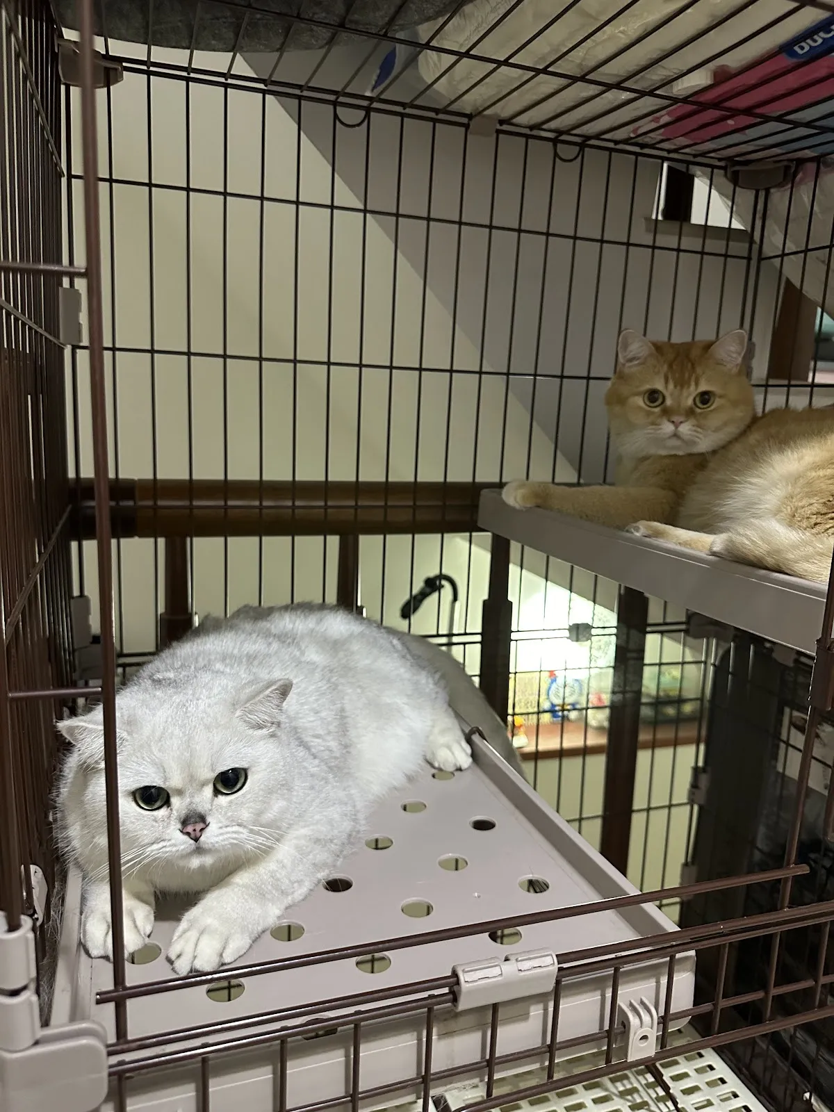 弘達動物醫院