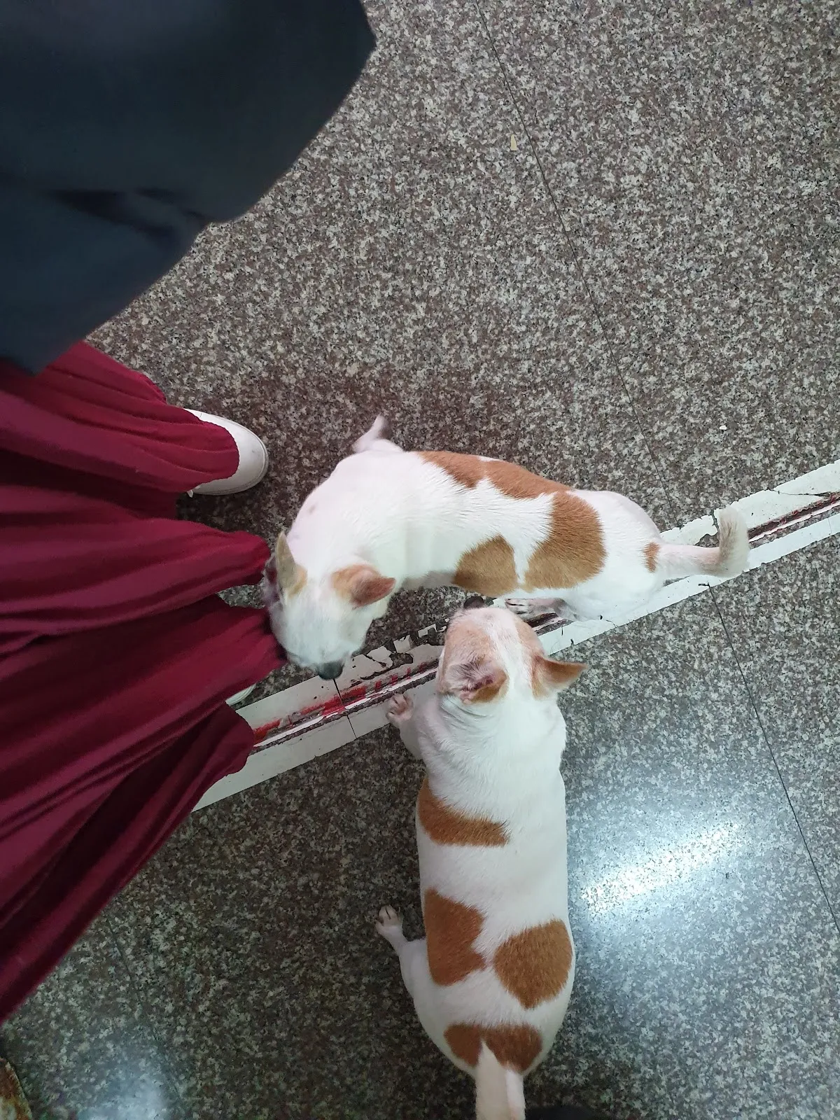 安生動物醫院(岡山)