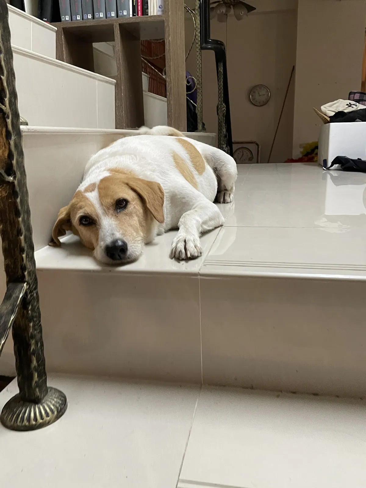 寶正興動物醫院