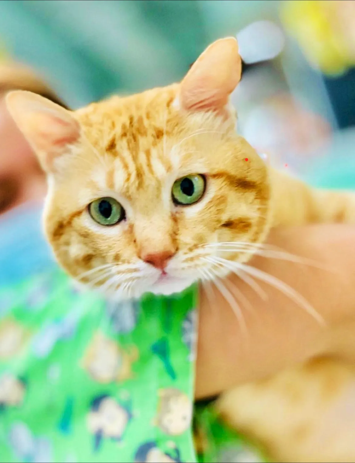 蓮心動物醫院