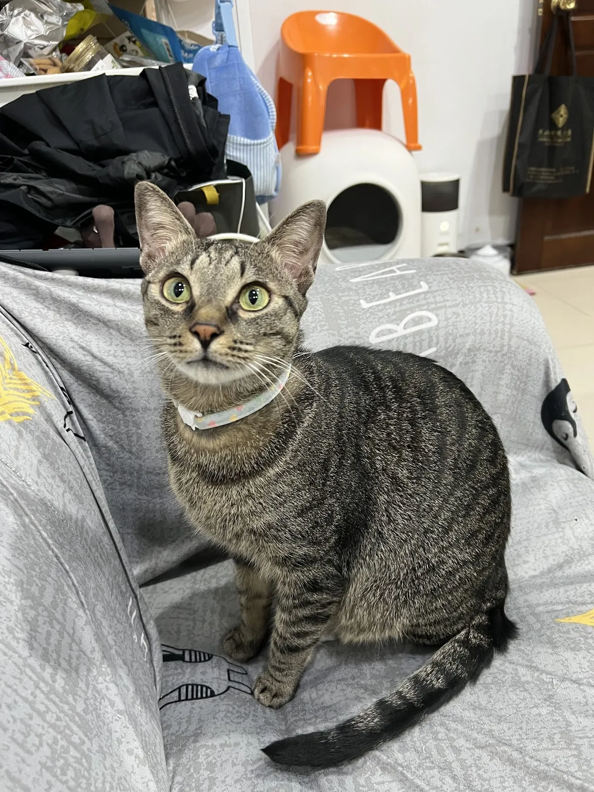 大桔動物醫院