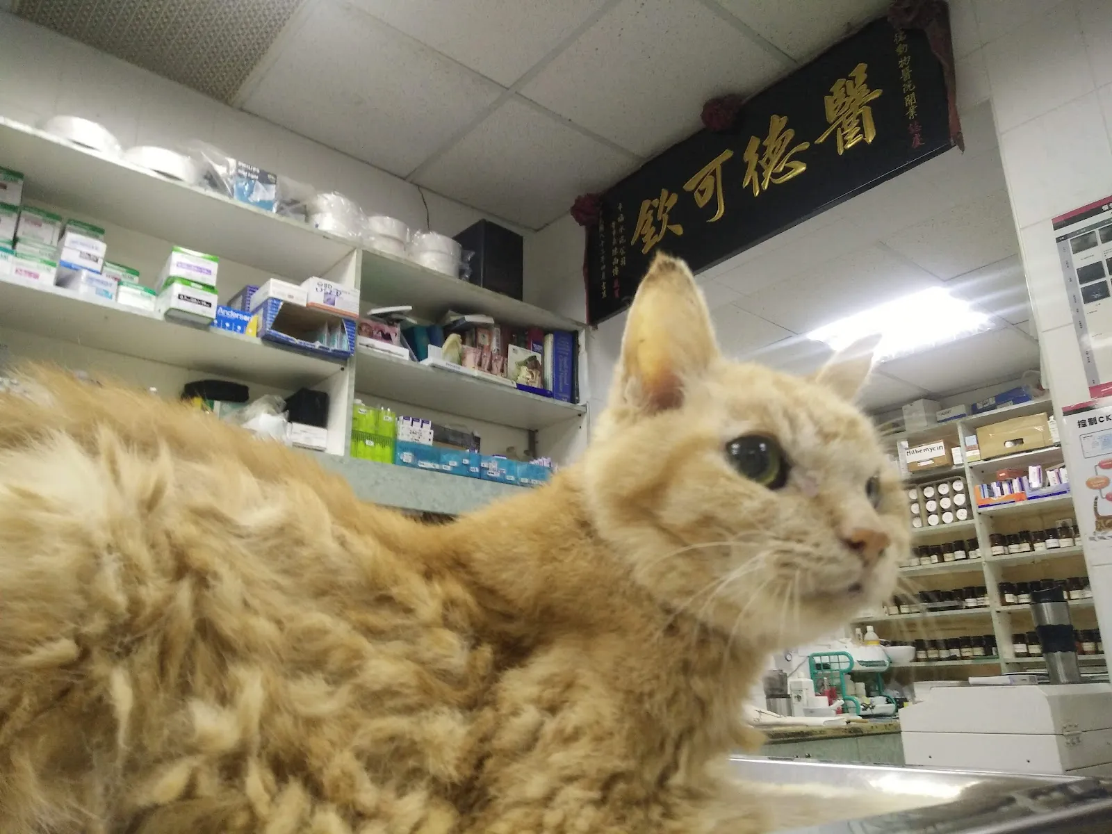豐德動物醫院