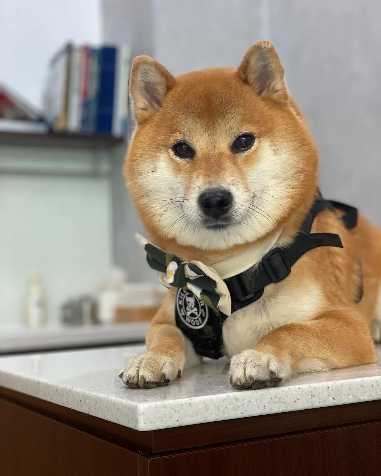 博恩動物醫院