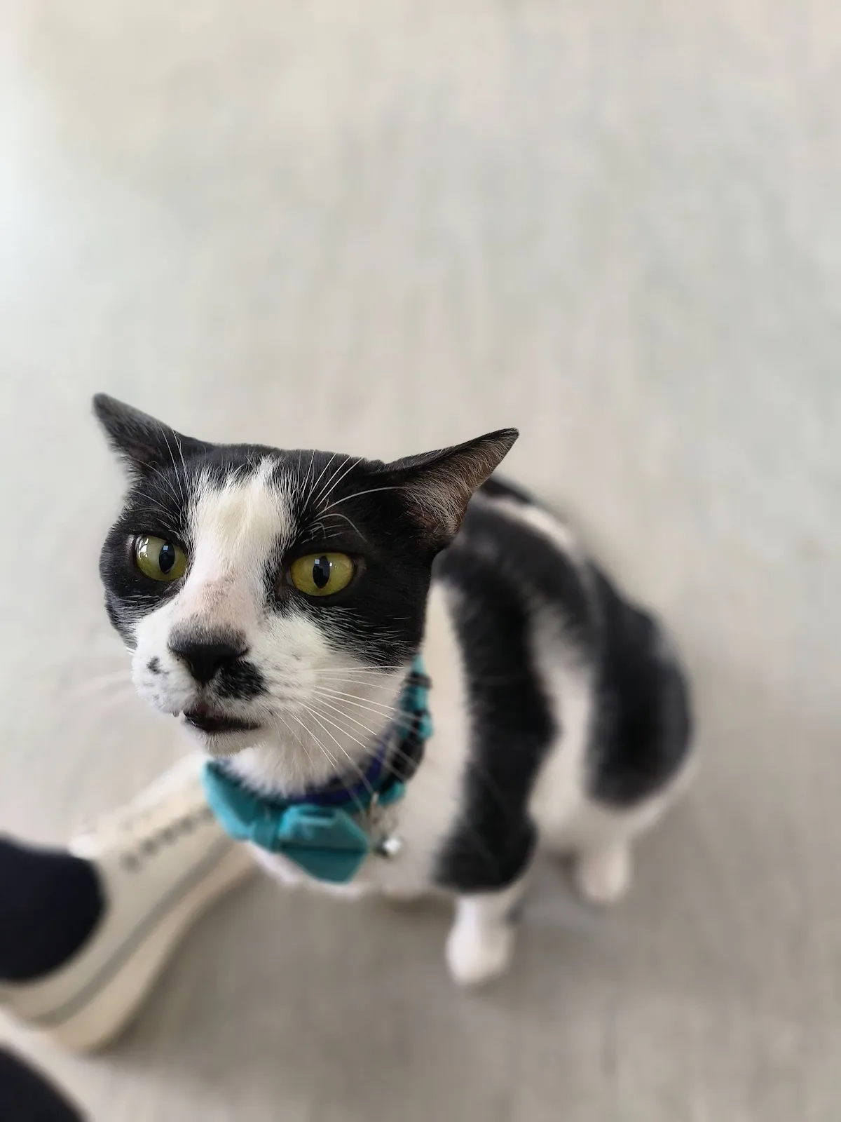 朵栗動物醫院