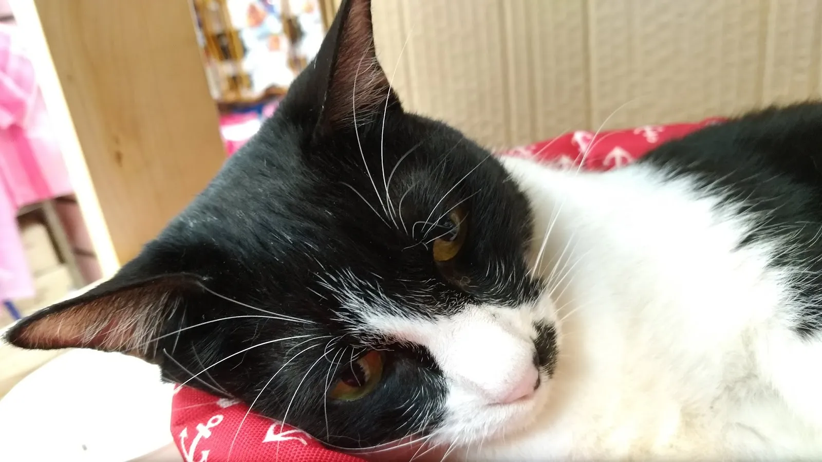 升元動物醫院