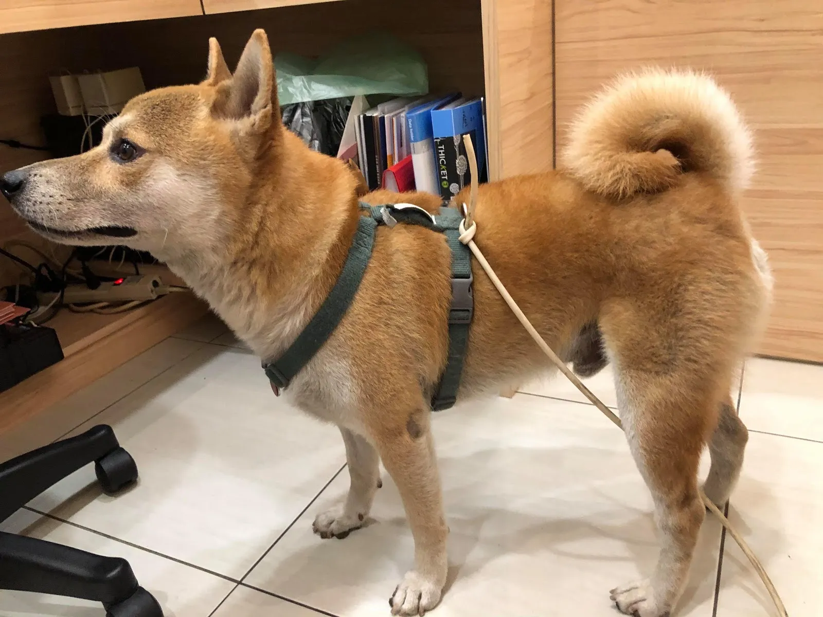 小樹動物醫院