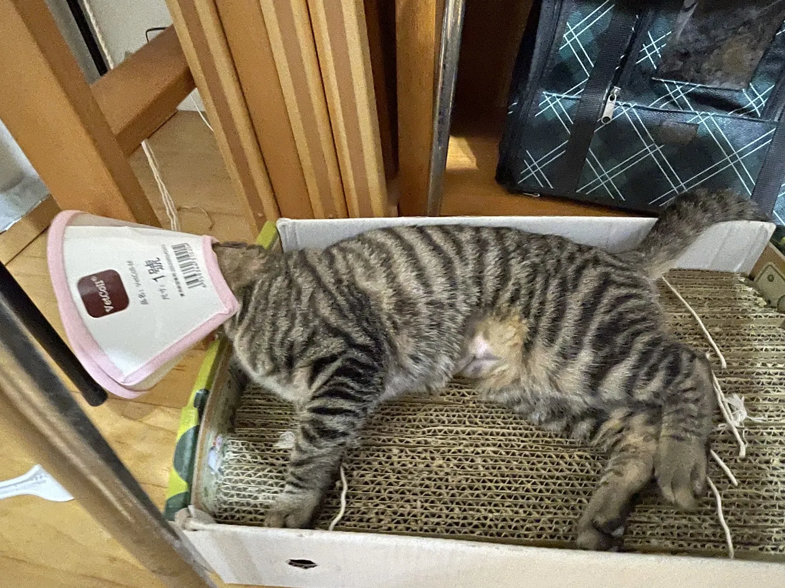 雅旺動物醫院
