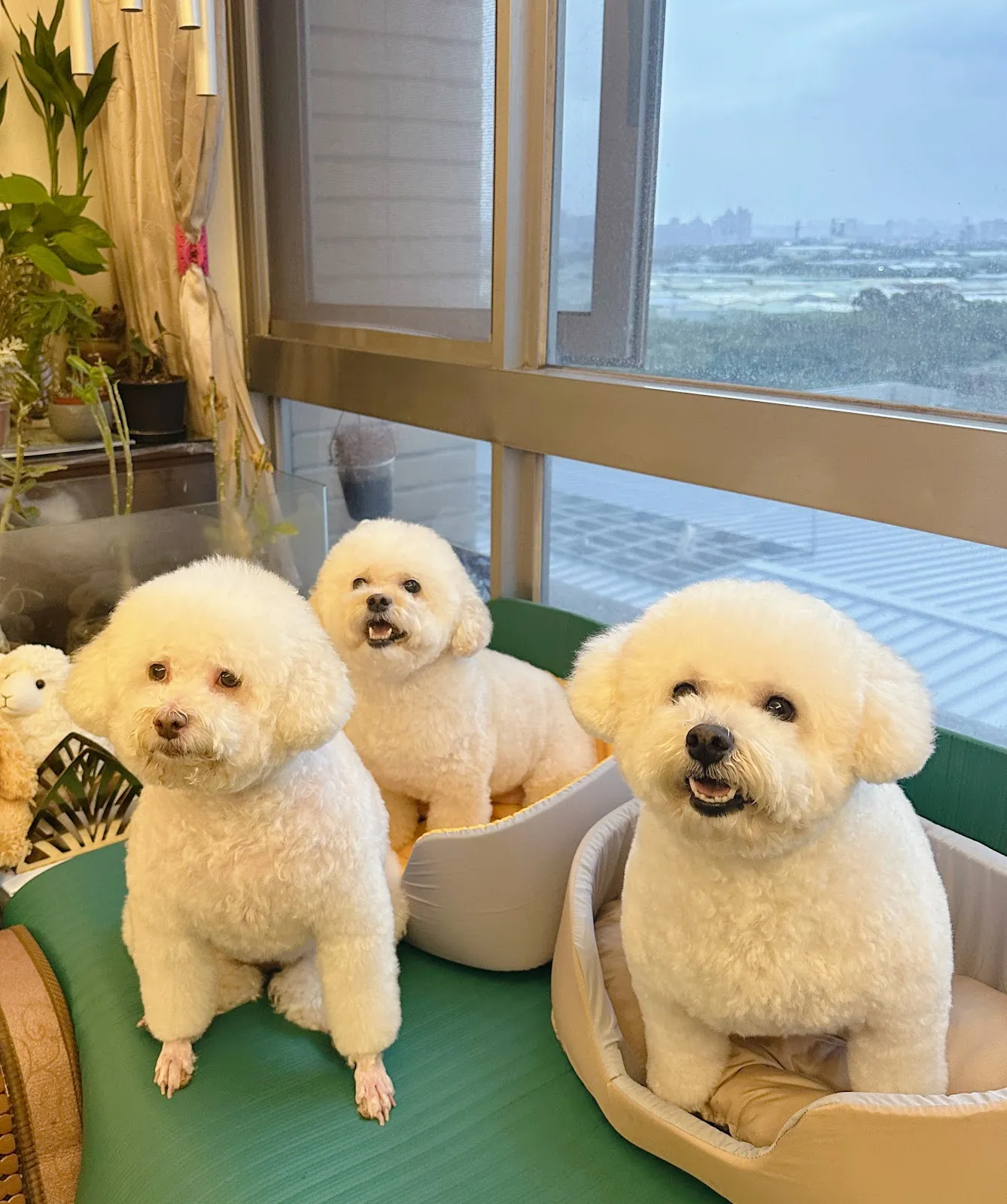 可麗兒動物醫院