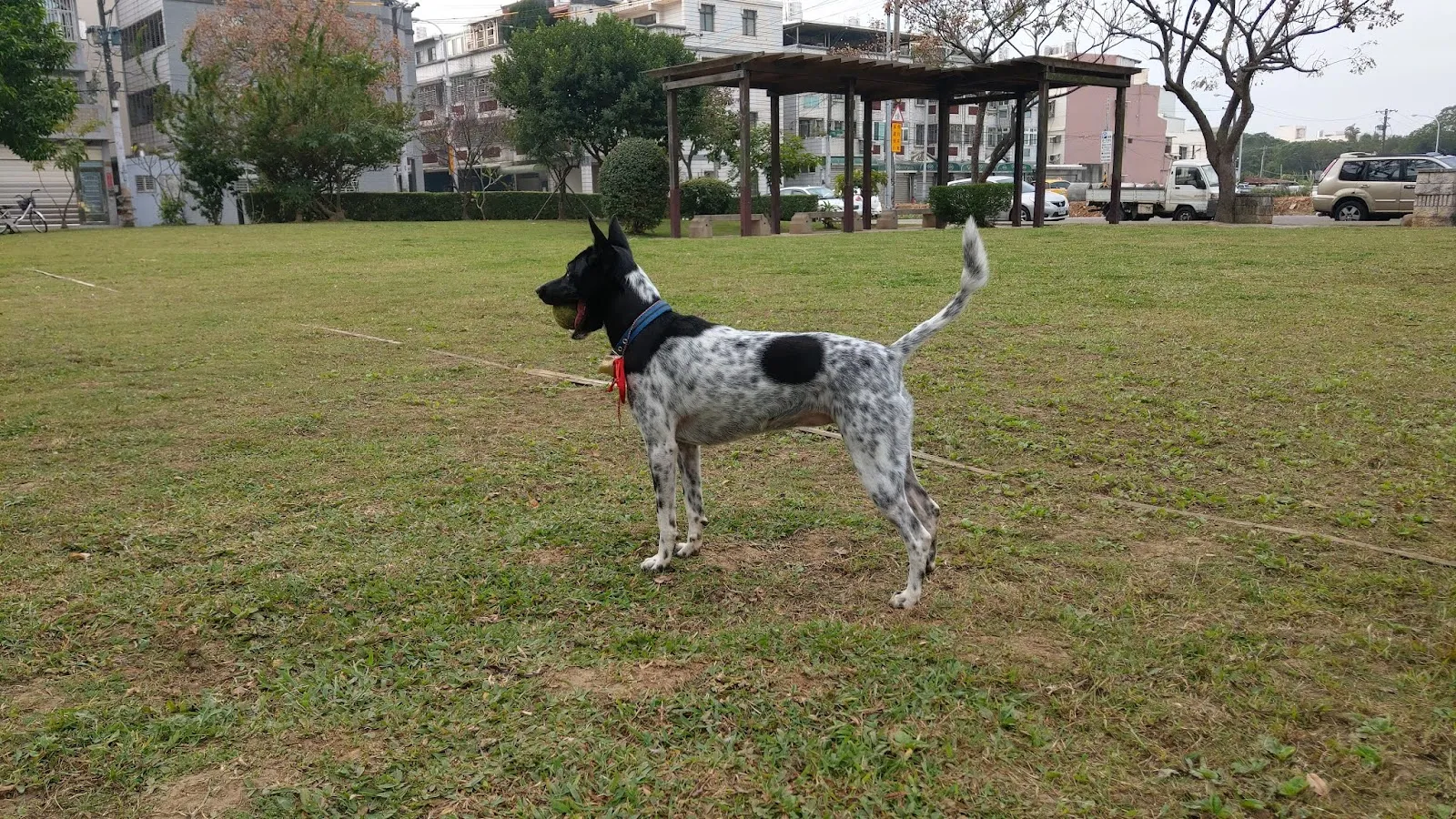 立仁動物醫院