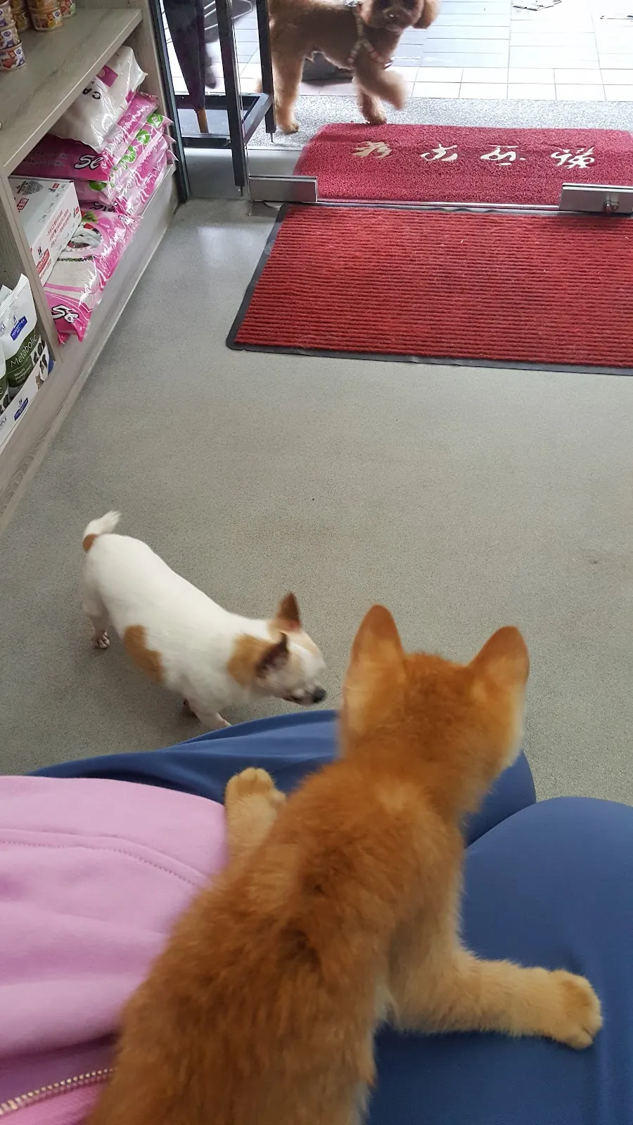 承大動物醫院