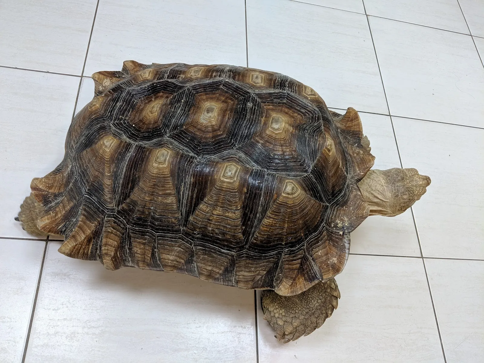 澄毅動物醫院
