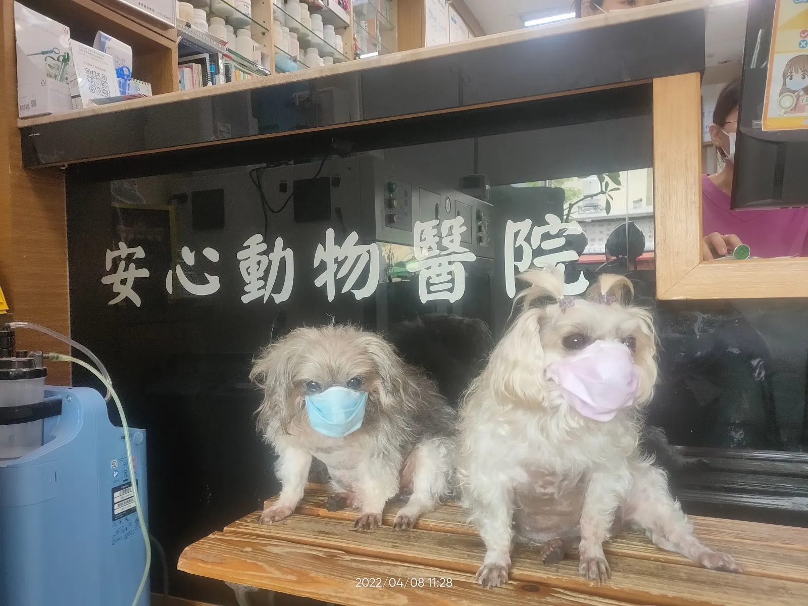 安心動物醫院