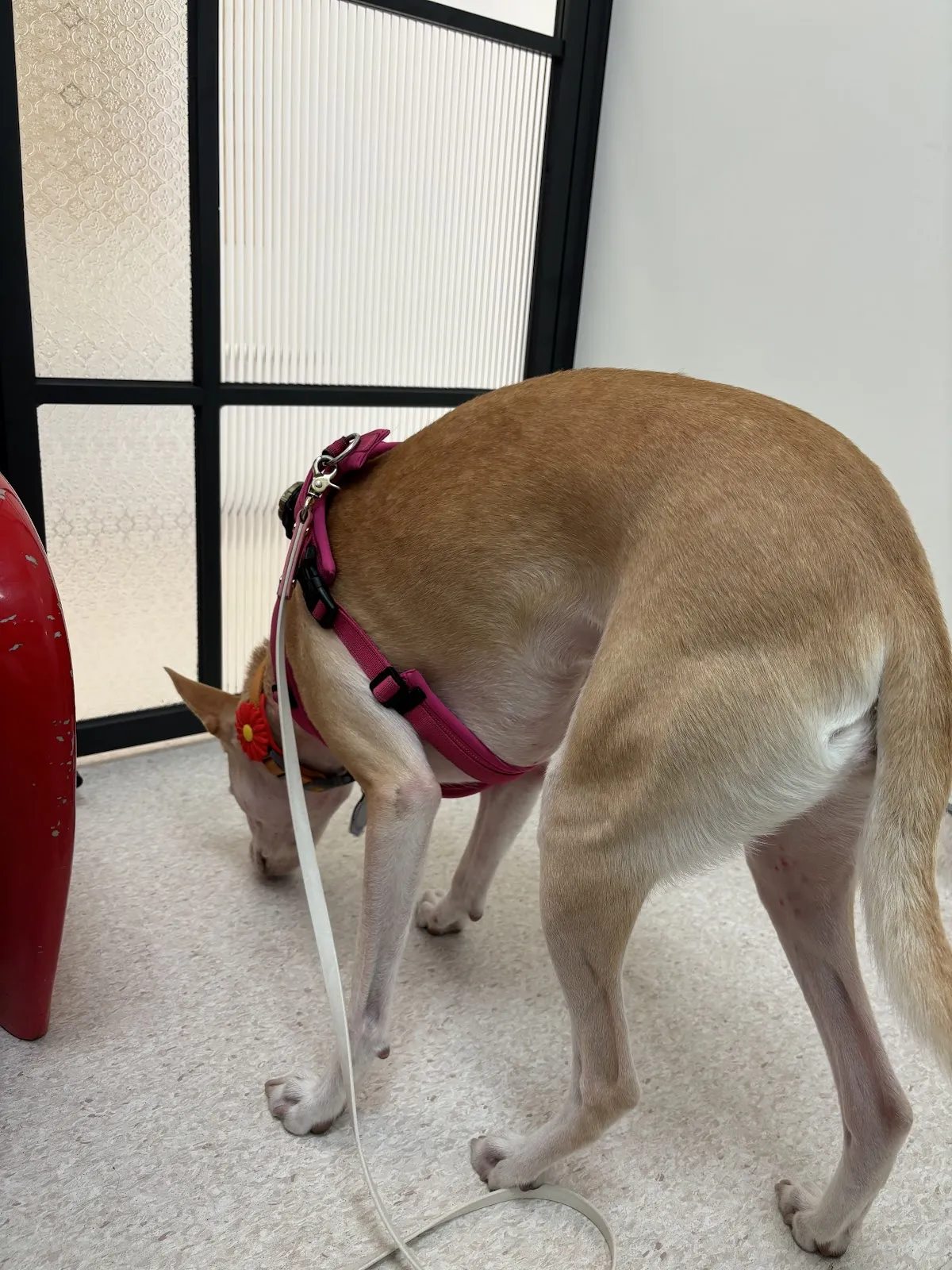 愛寶動物醫院