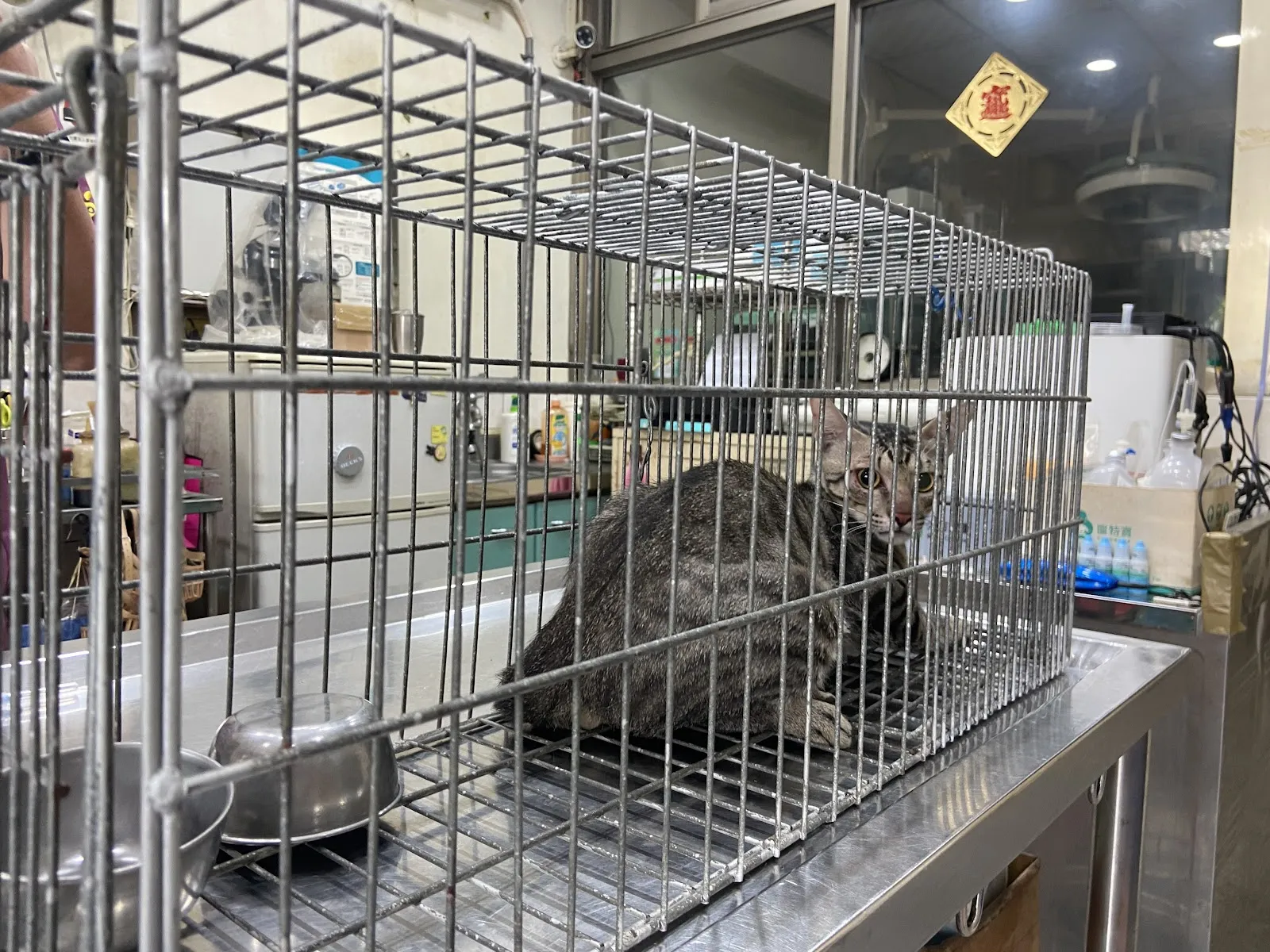 郡安動物醫院