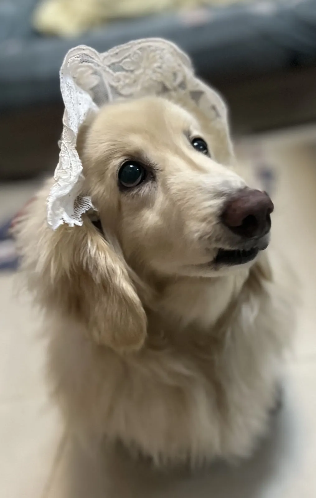 平愛動物醫院
