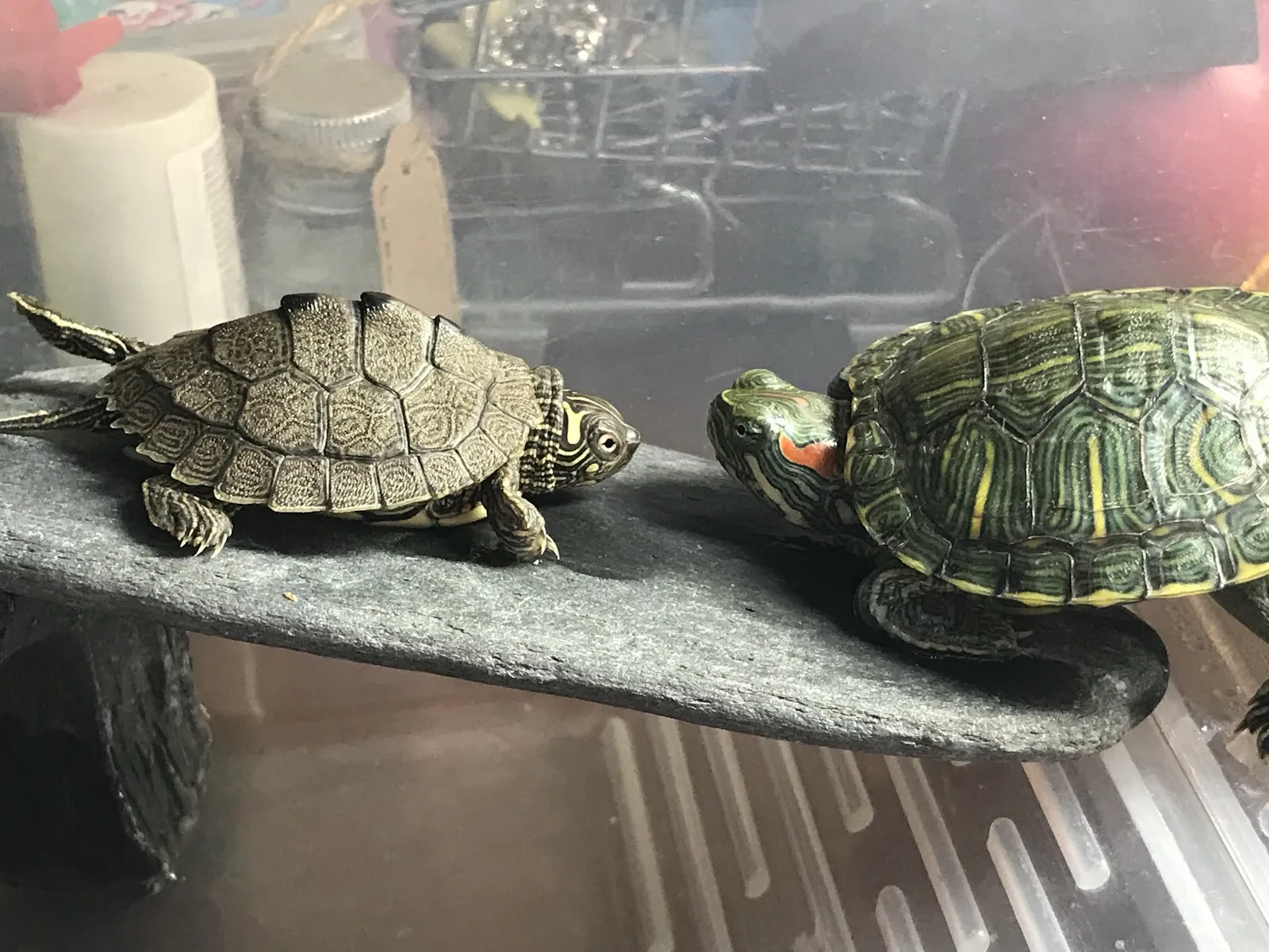 馬達加斯加動物醫院