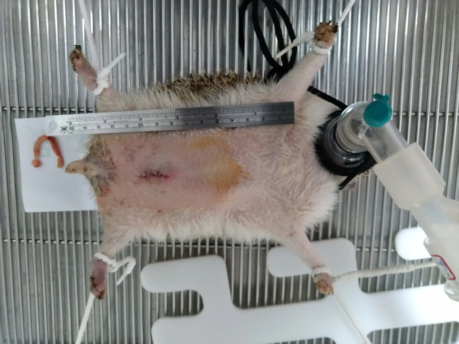 亞東動物醫院