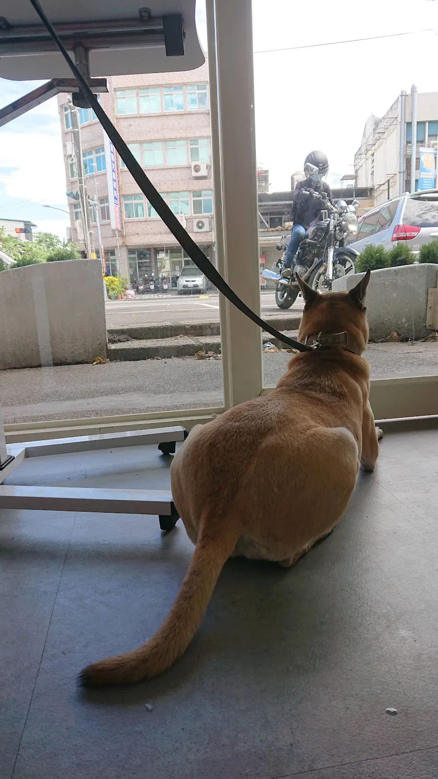 高橋犬貓友善動物醫院