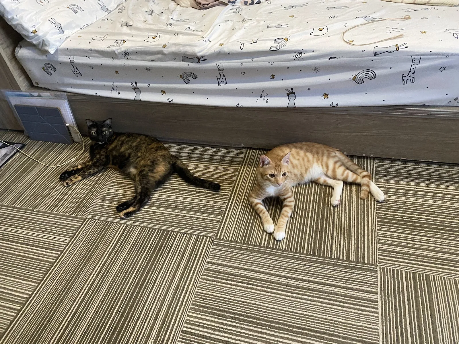 信安動物醫院