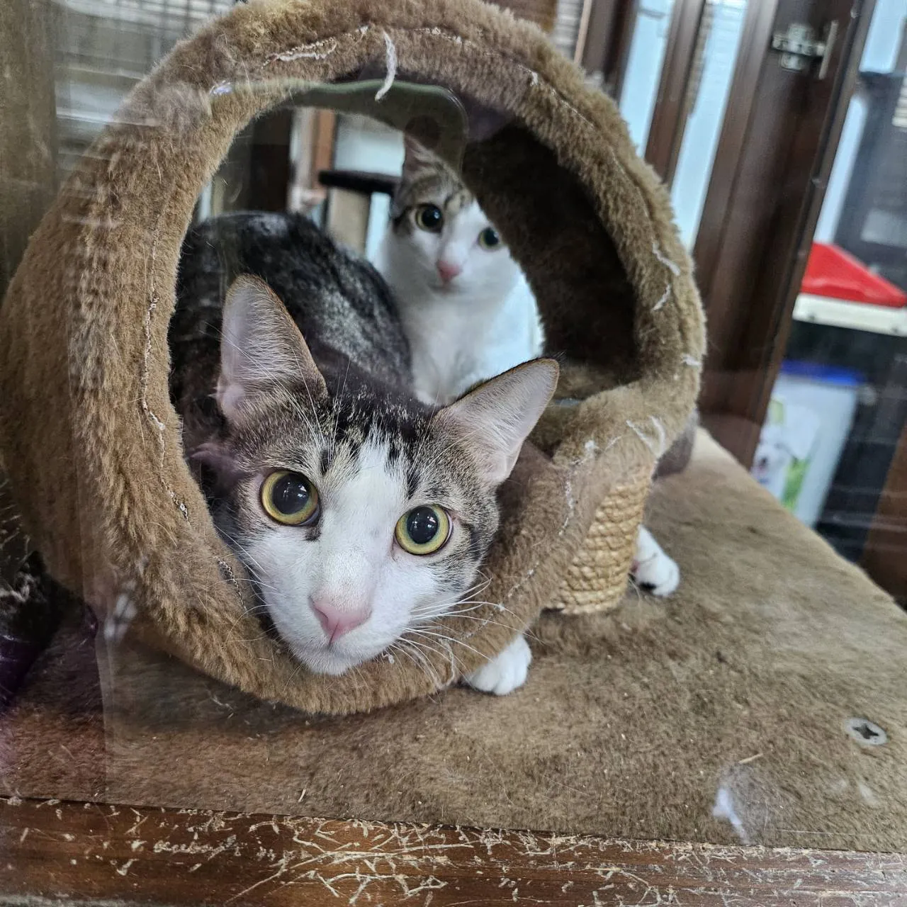 莒光動物醫院