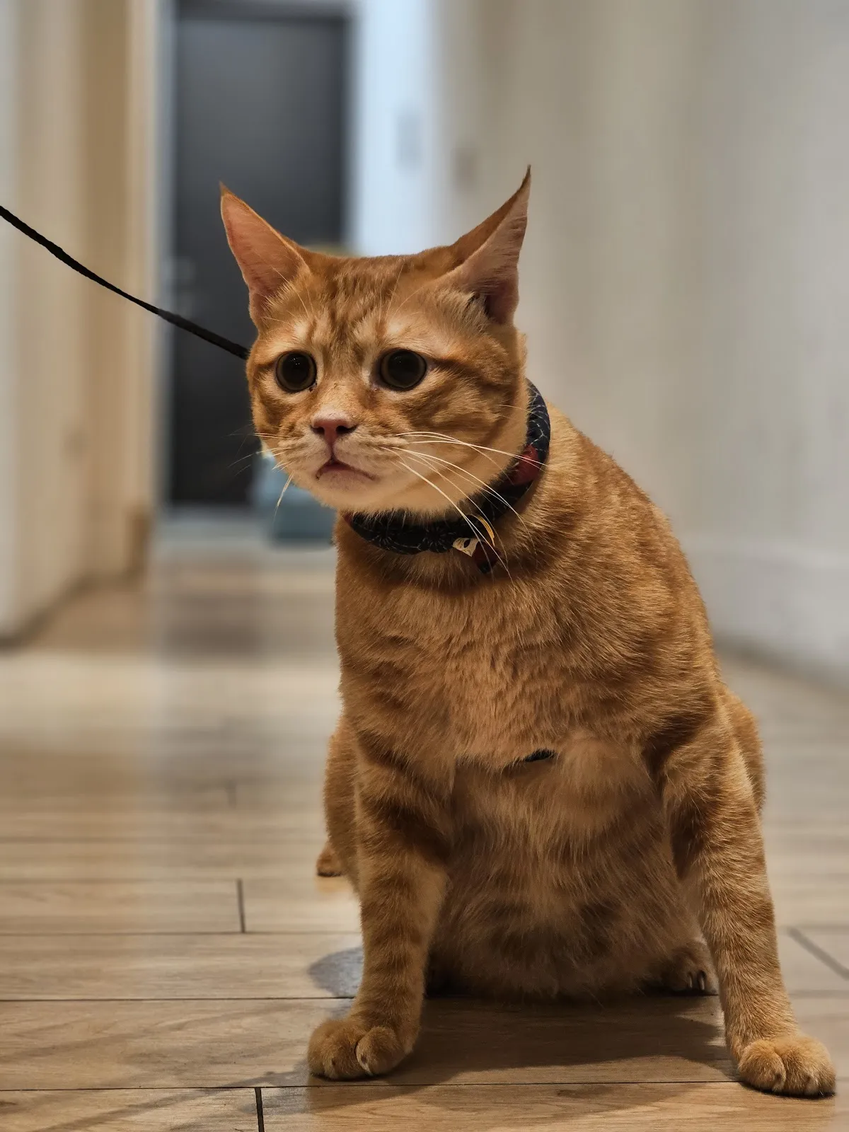 布萊梅動物醫院