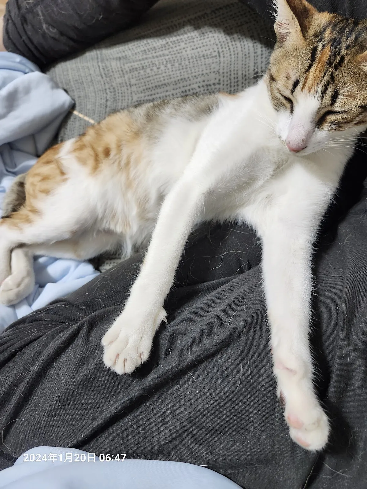 弘光動物醫院