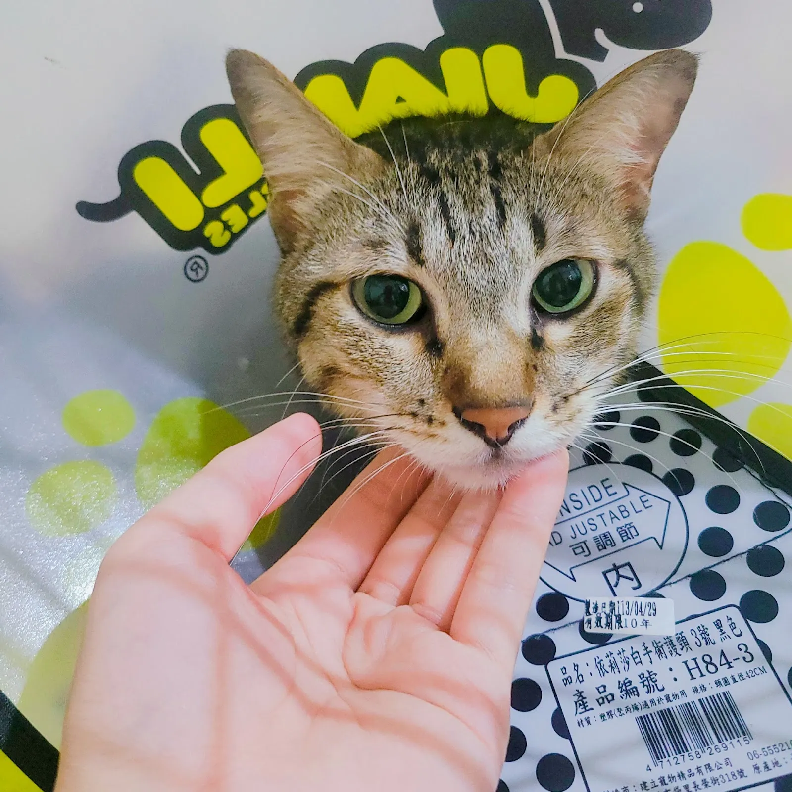 東大動物醫院