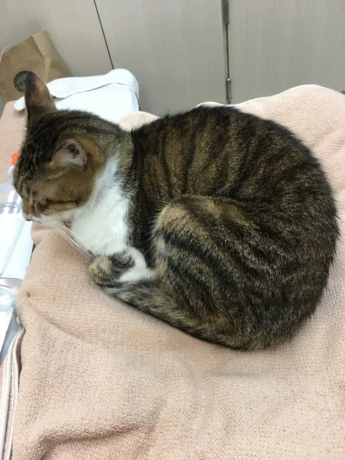 華遠動物醫院