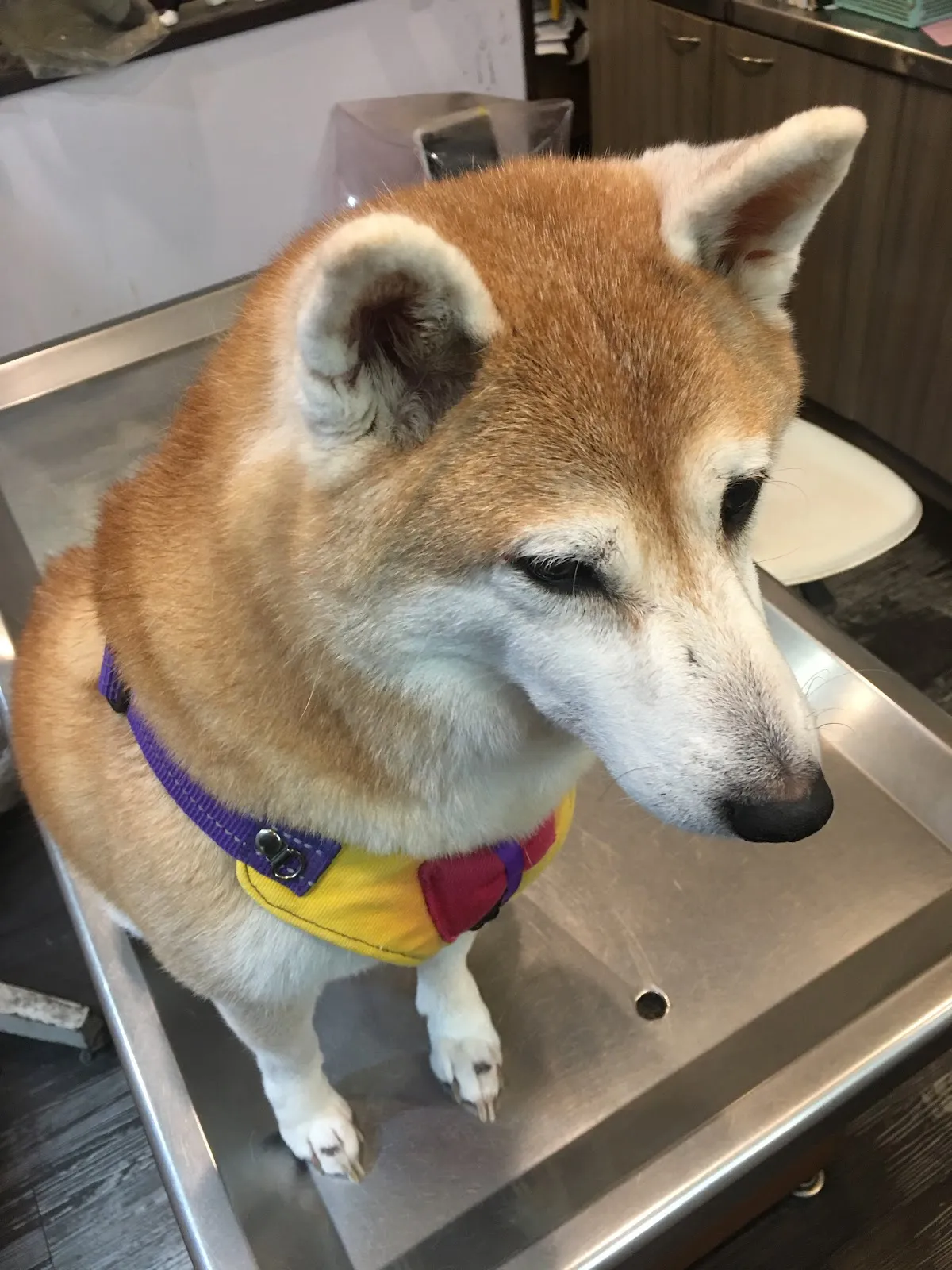 永康動物醫院