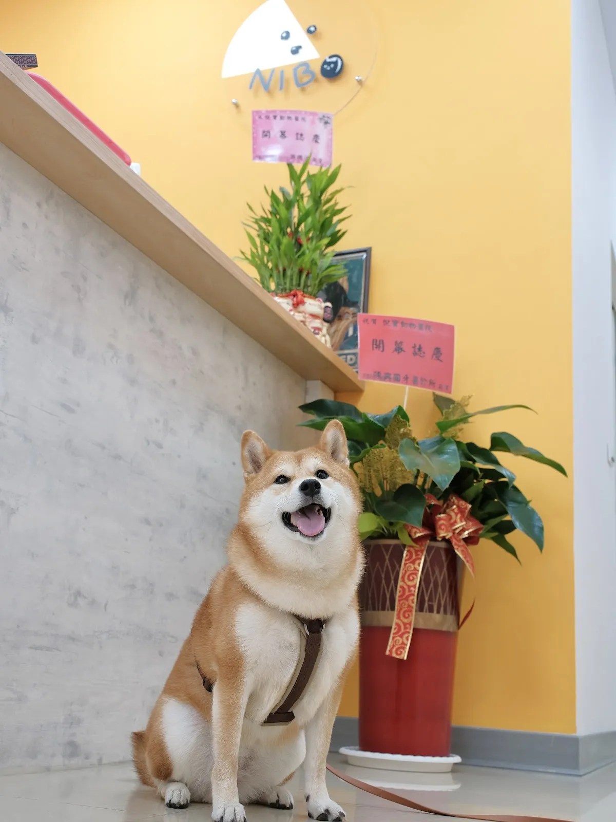 倪寶動物醫院