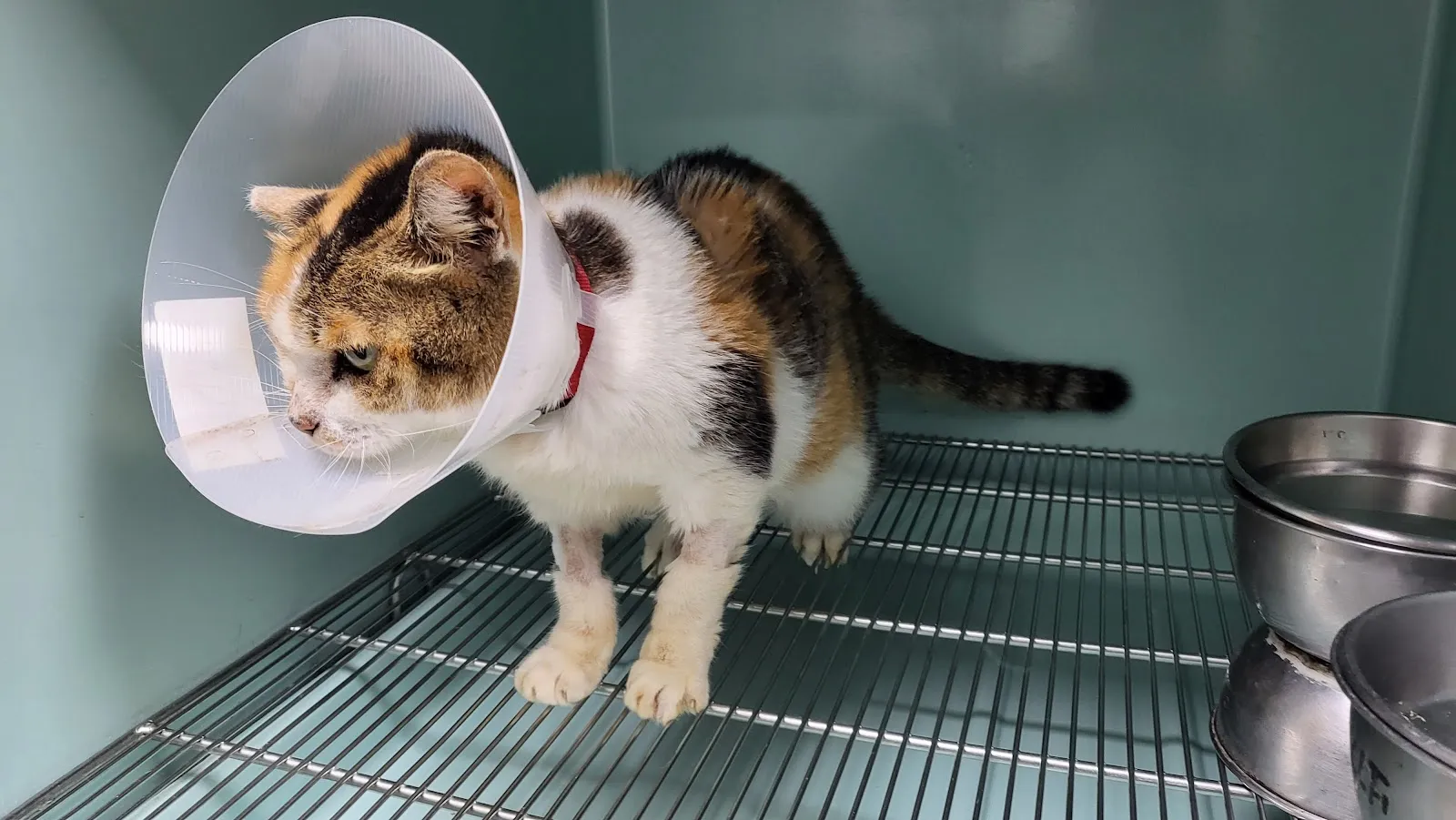 仁愛動物醫院