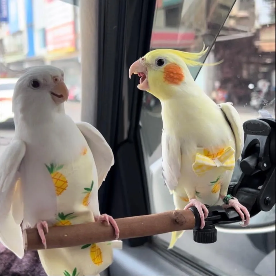 宏家動物醫院