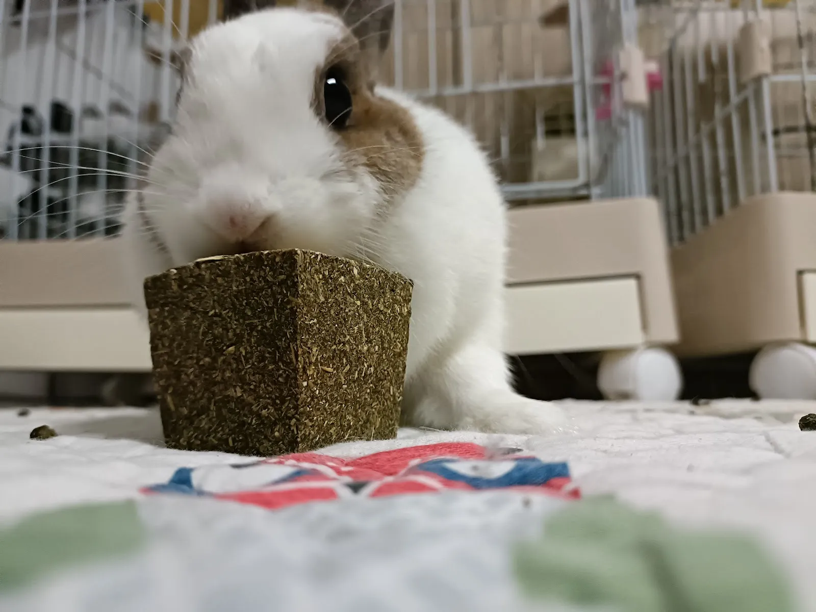 邦尼動物醫院