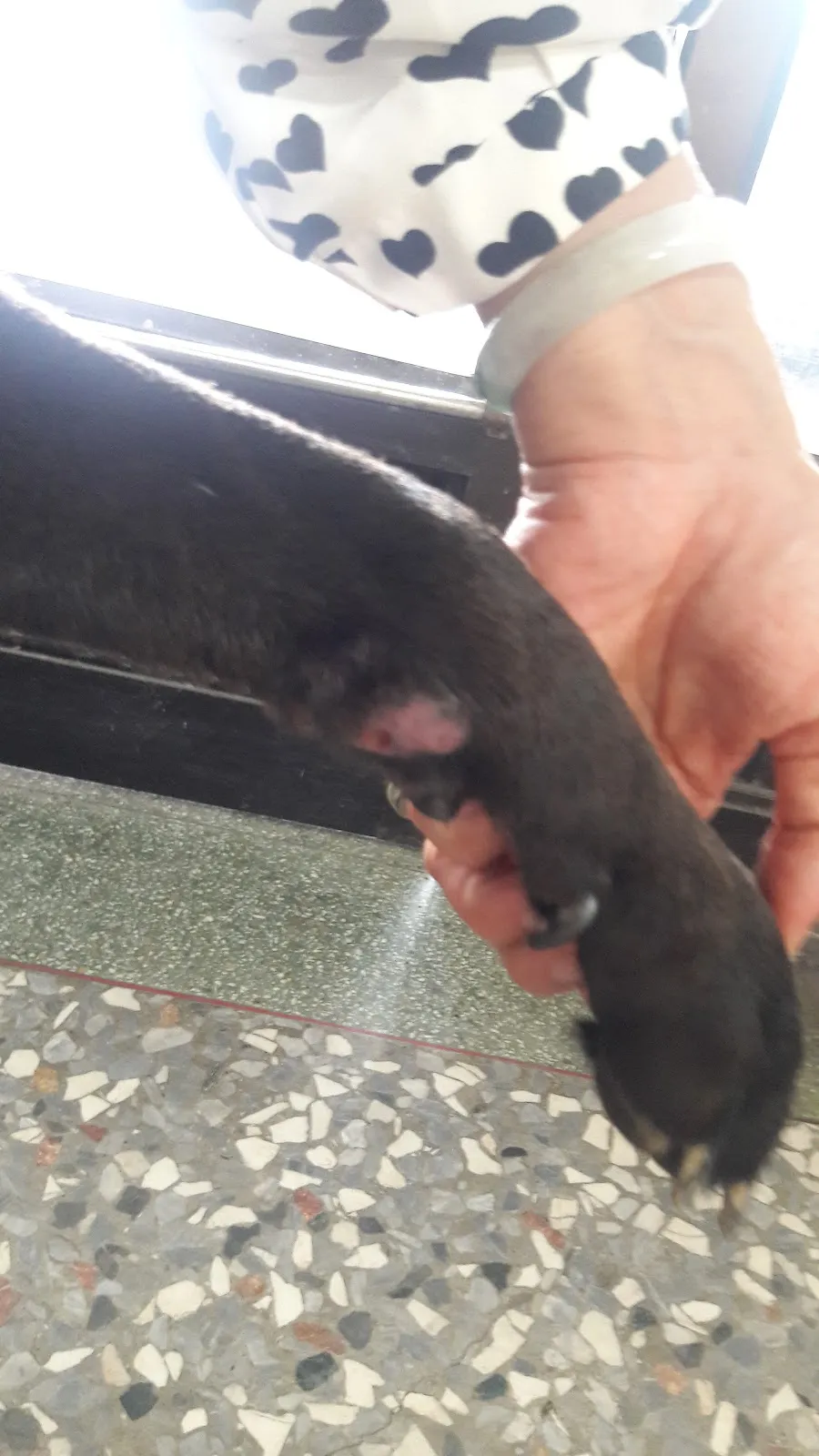 健生動物醫院