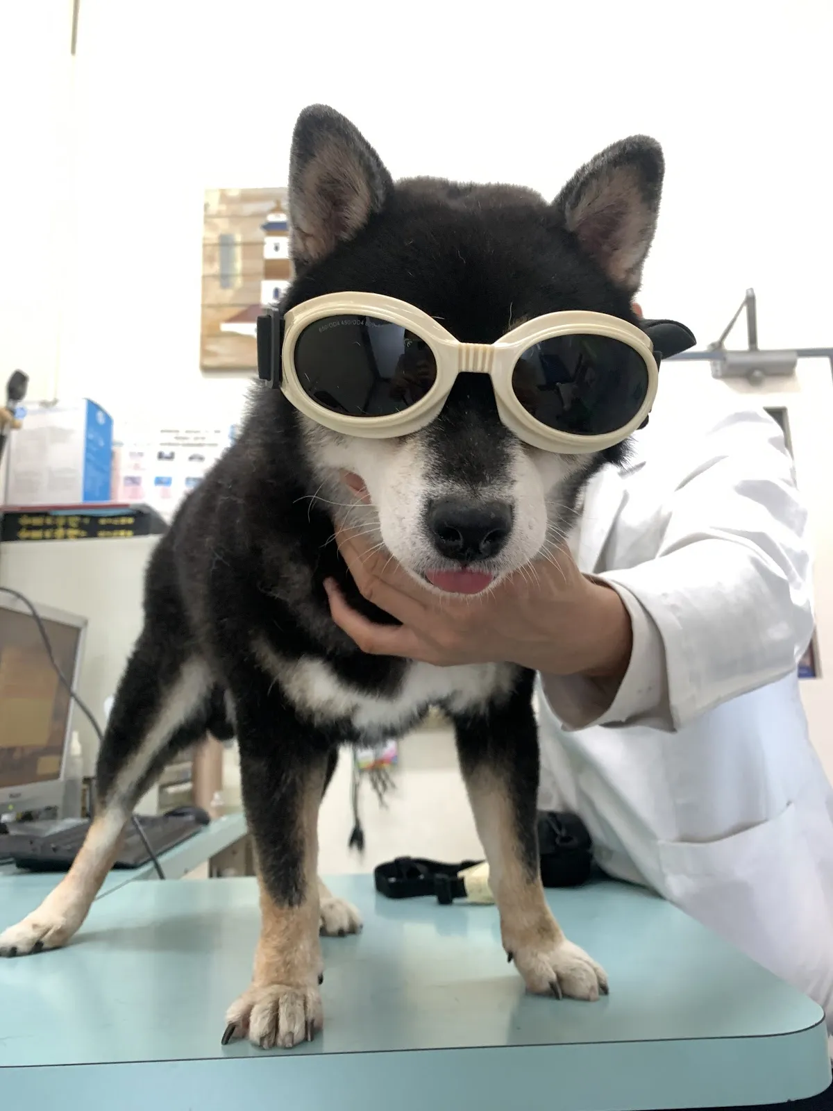信揚動物醫院