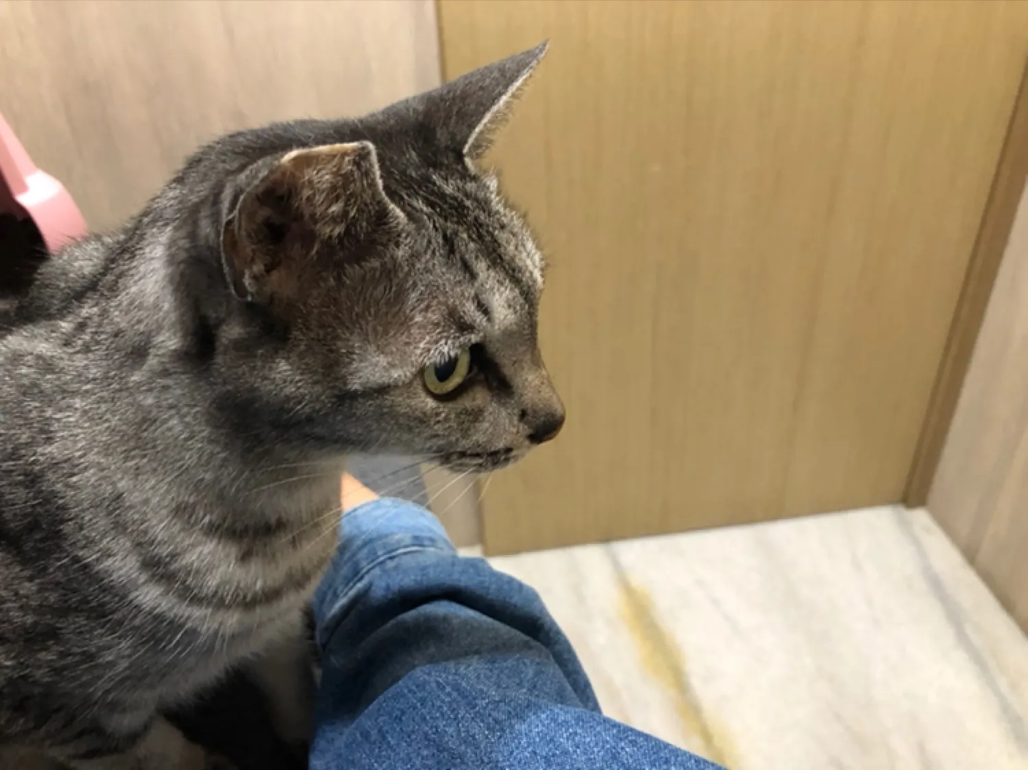 文山動物醫院