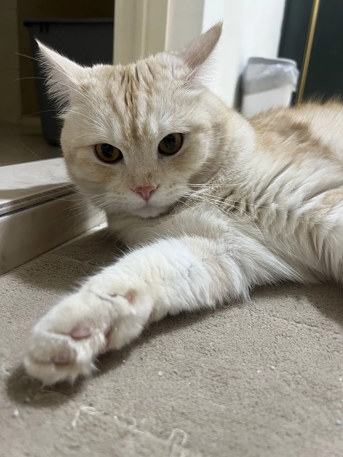 大千動物醫院