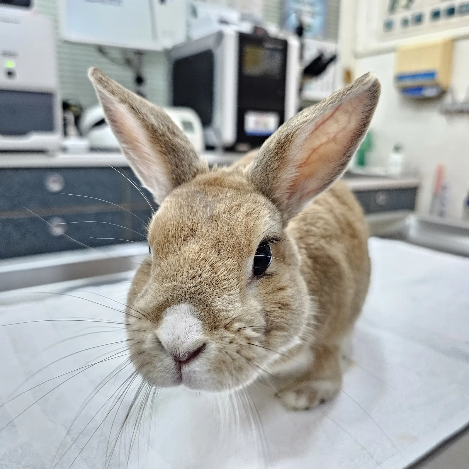 明佳動物醫院