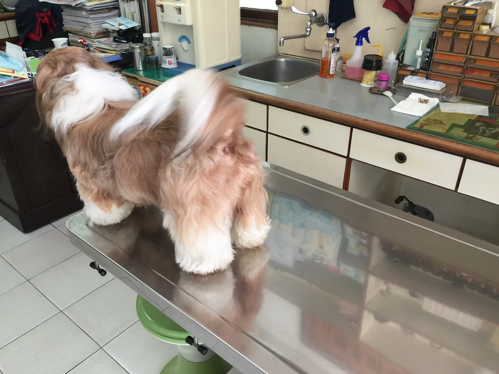 嘉陞動物醫院