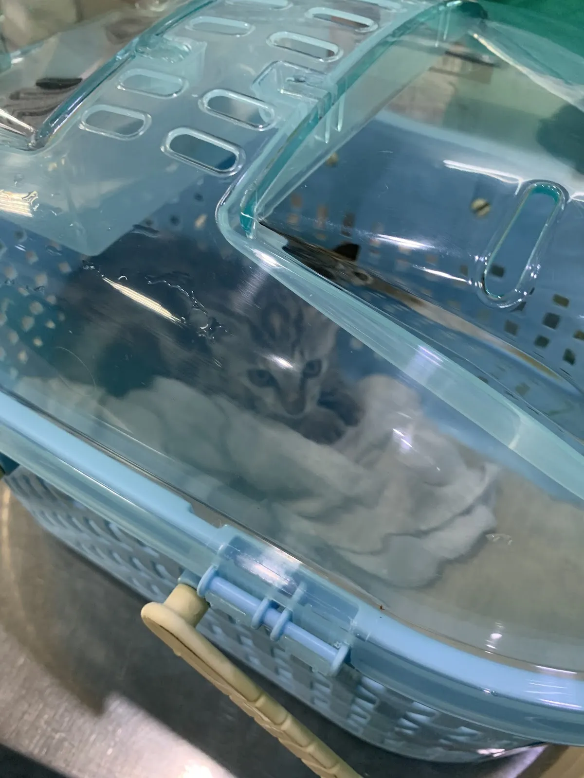 柏林動物醫院