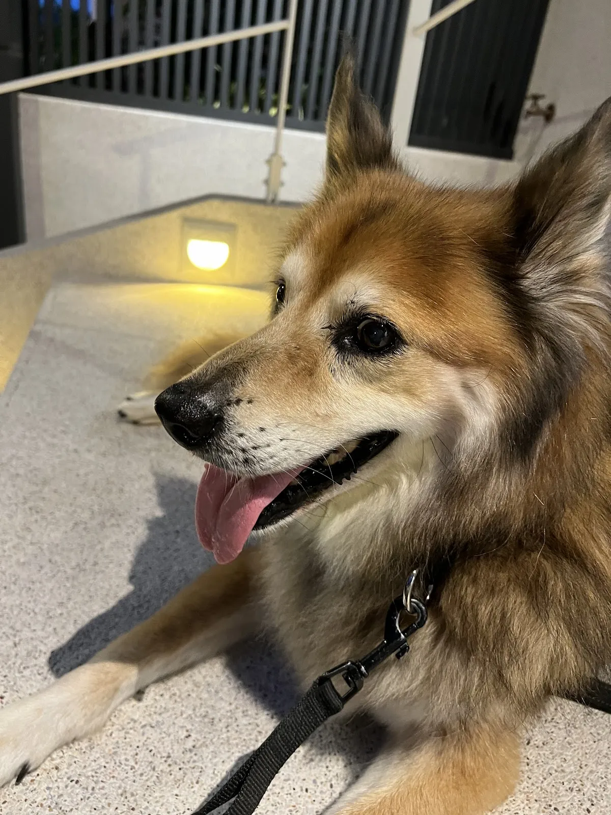 恩亞動物醫院