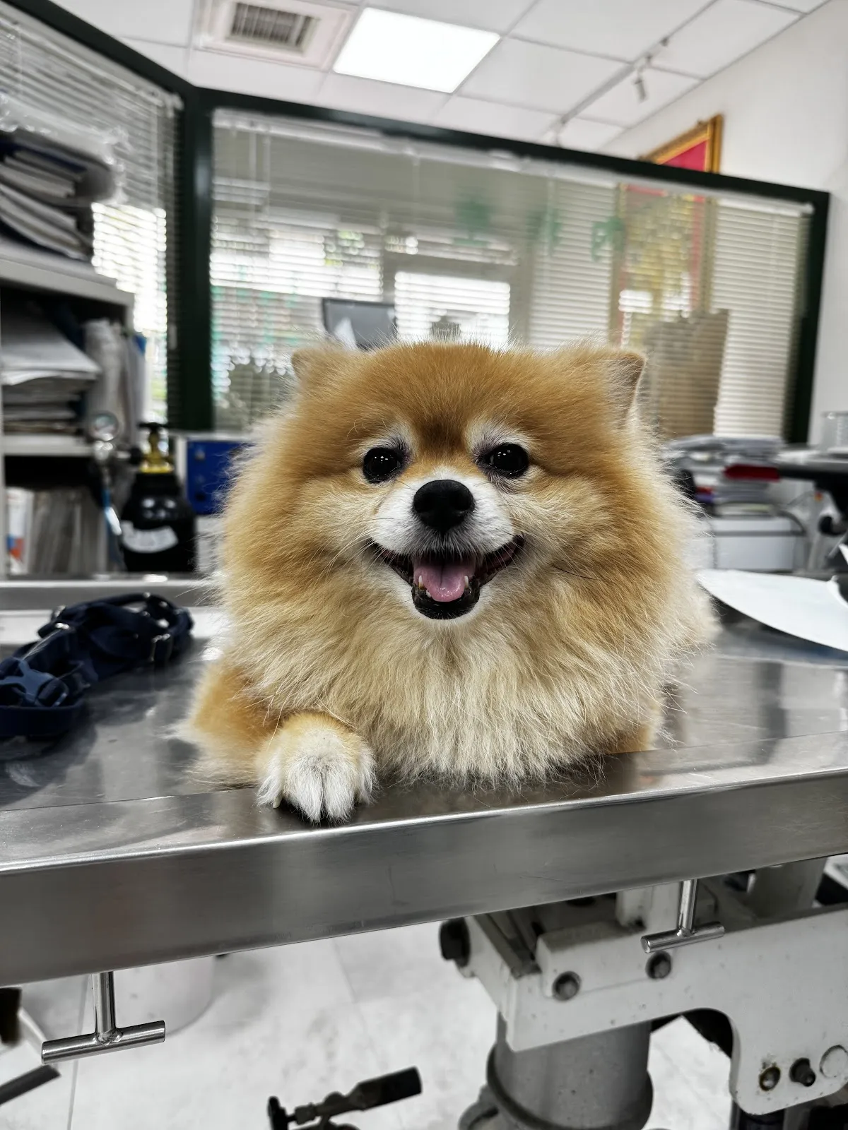 敦化動物醫院