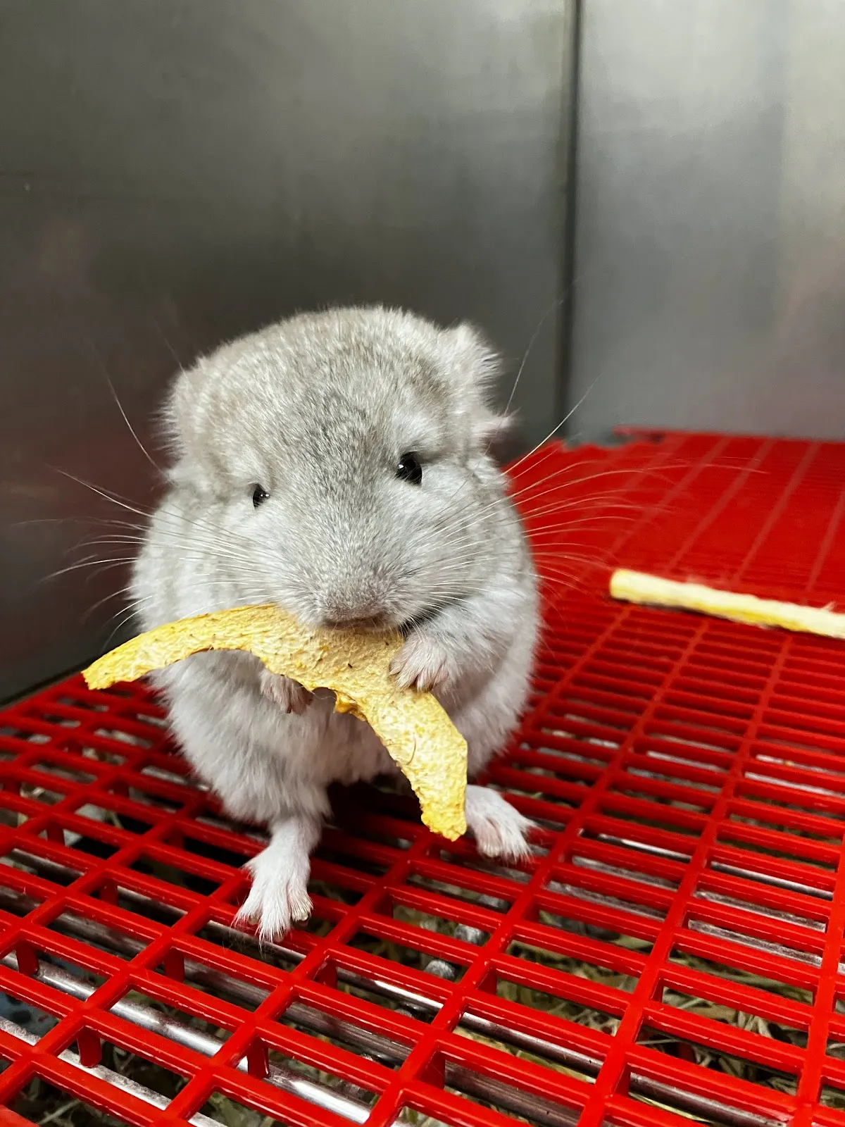 小傢伙動物醫院