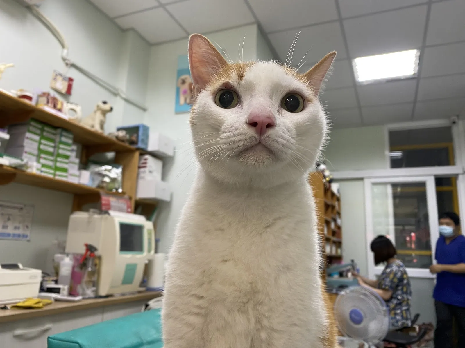 河童動物醫院