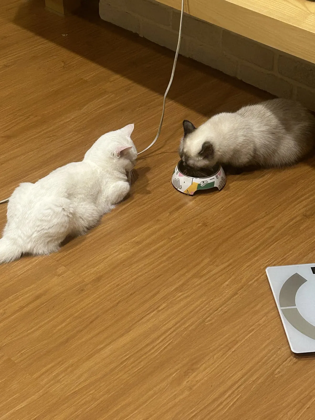 草衙動物醫院