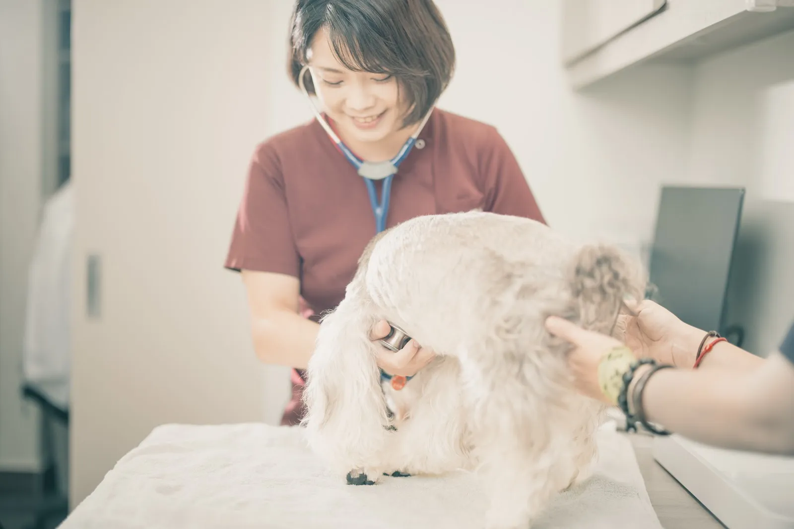 毛球動物醫院