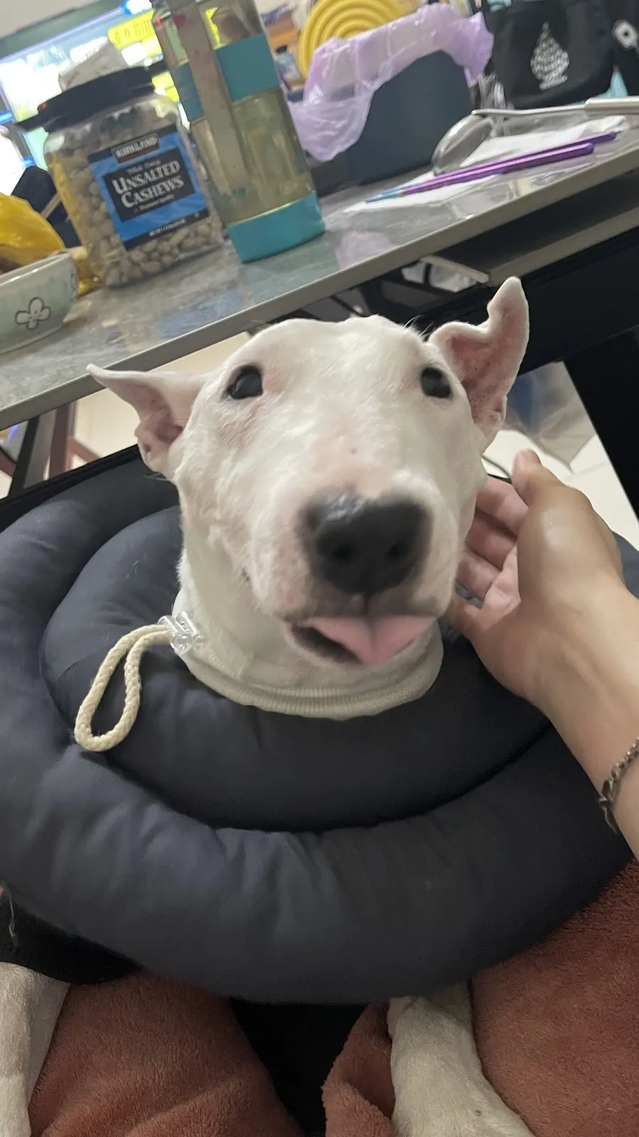 愛心犬貓專科醫院
